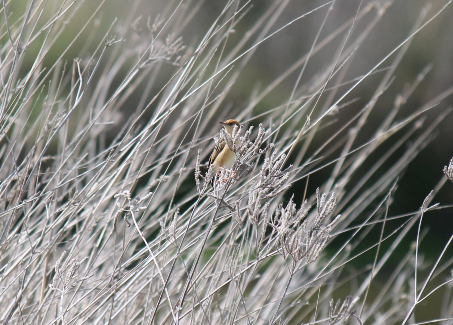 Golden-headed Cisticola