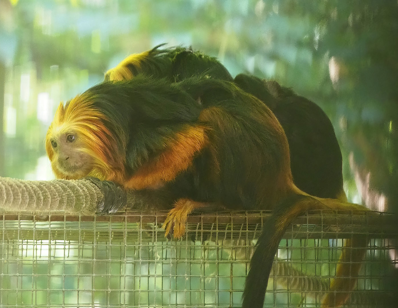 Golden-headed (Leontopithecus chrysomelas), 2022-08-07