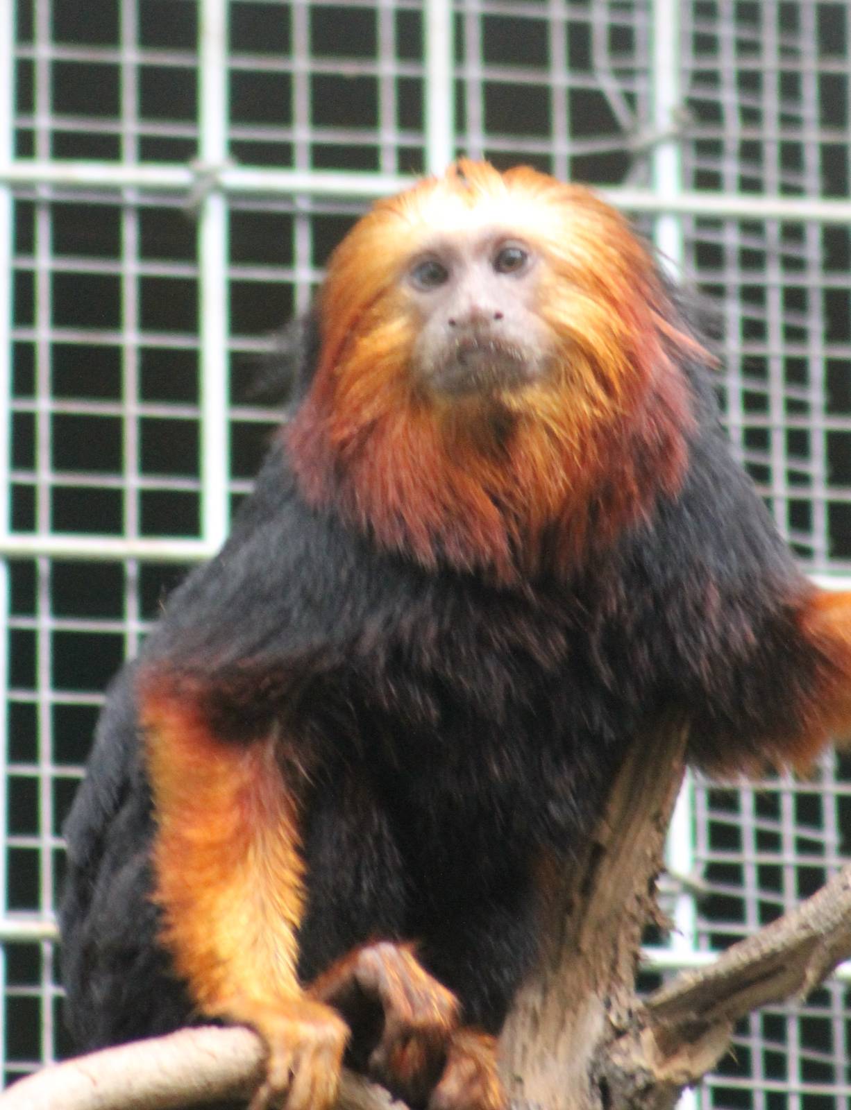 Golden-headed lion monkey