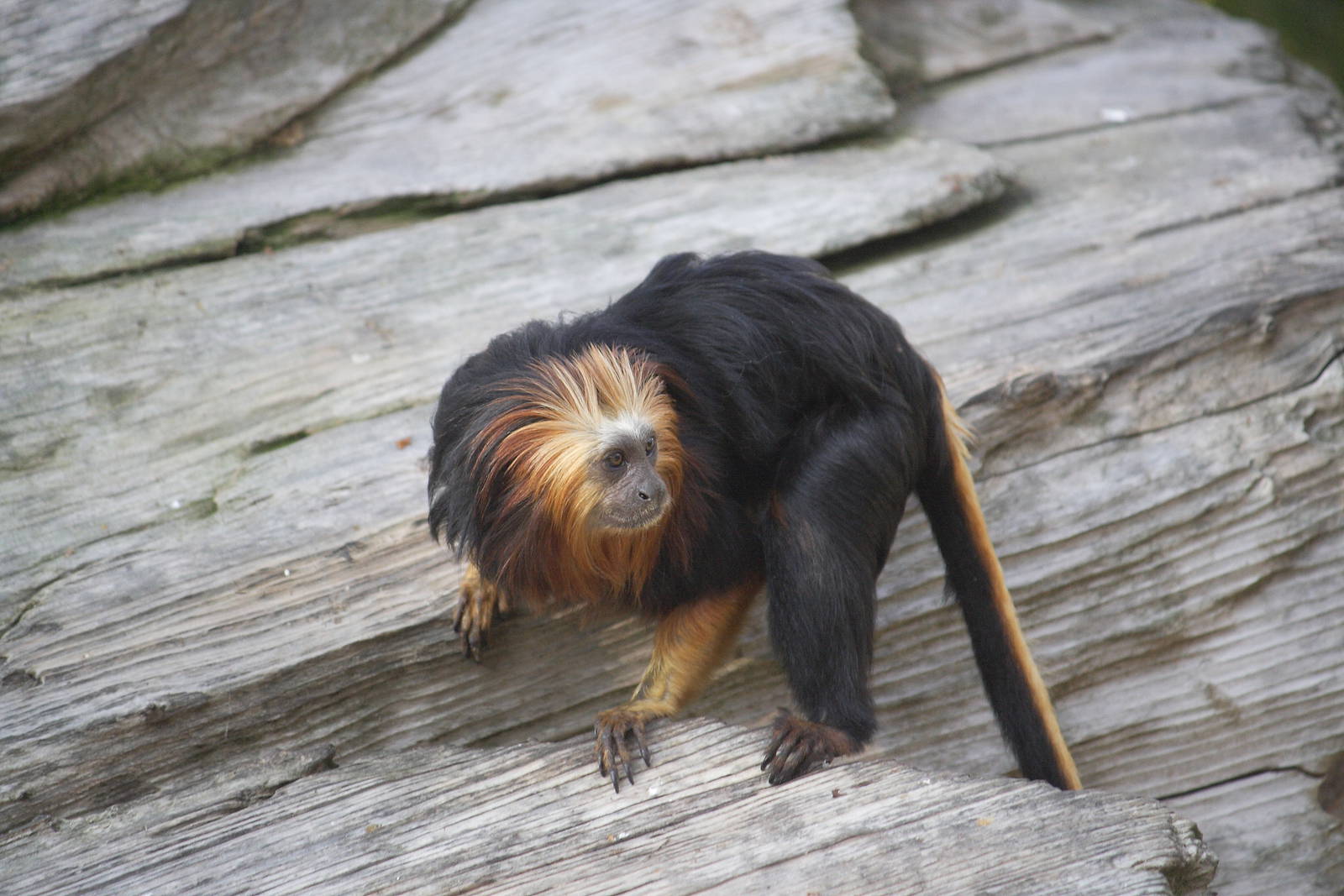 Golden-headed lion tamarin 01/10/2011