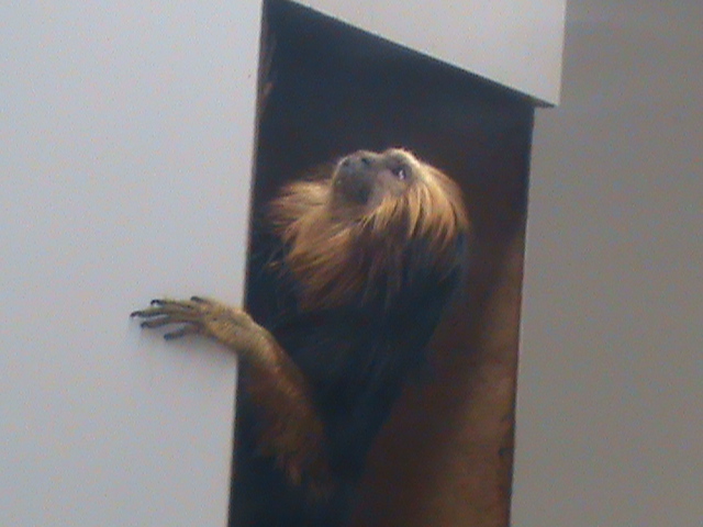golden headed lion tamarin 01/10
