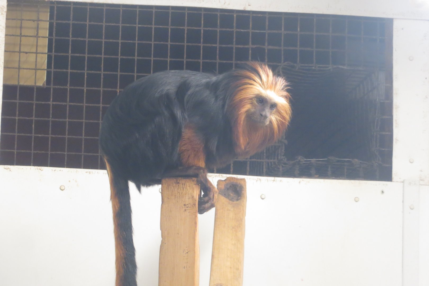 Golden-headed lion tamarin 040319