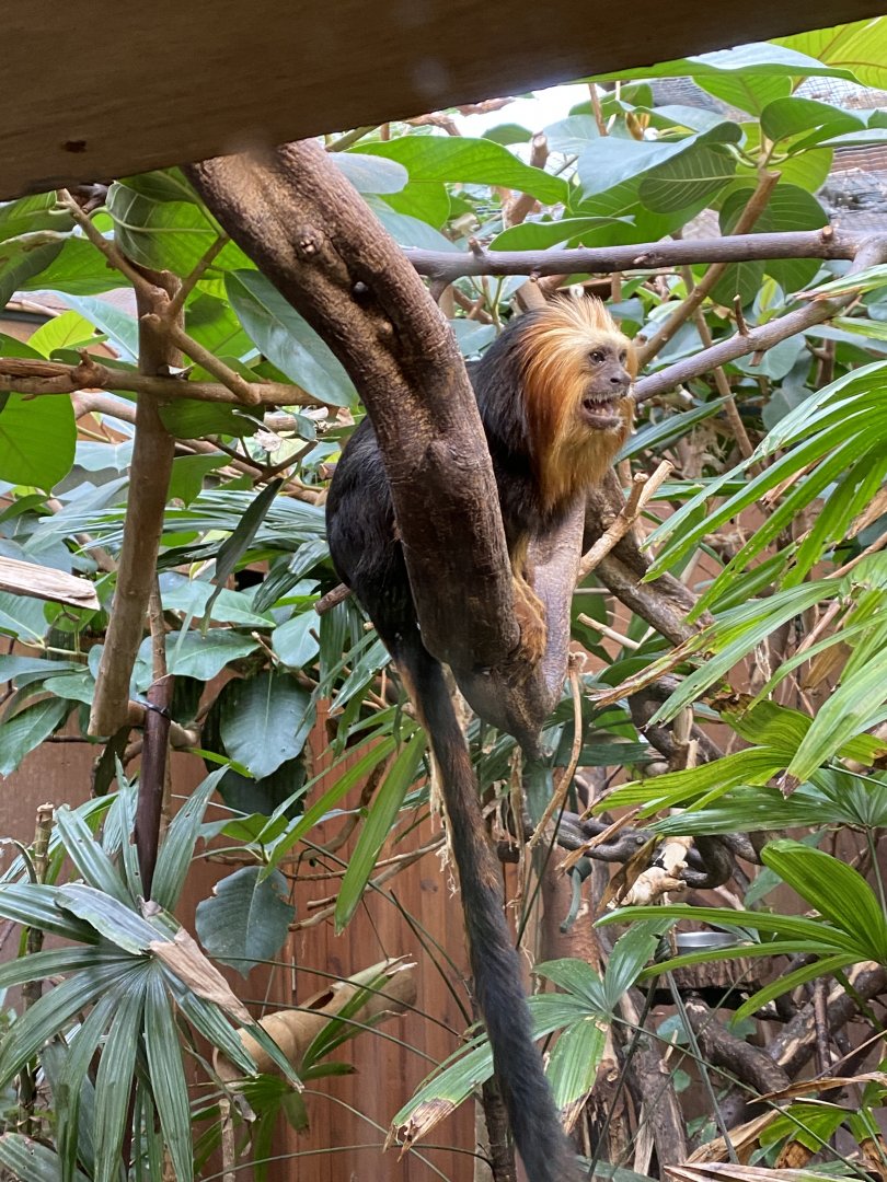 Golden-headed lion tamarin 071020