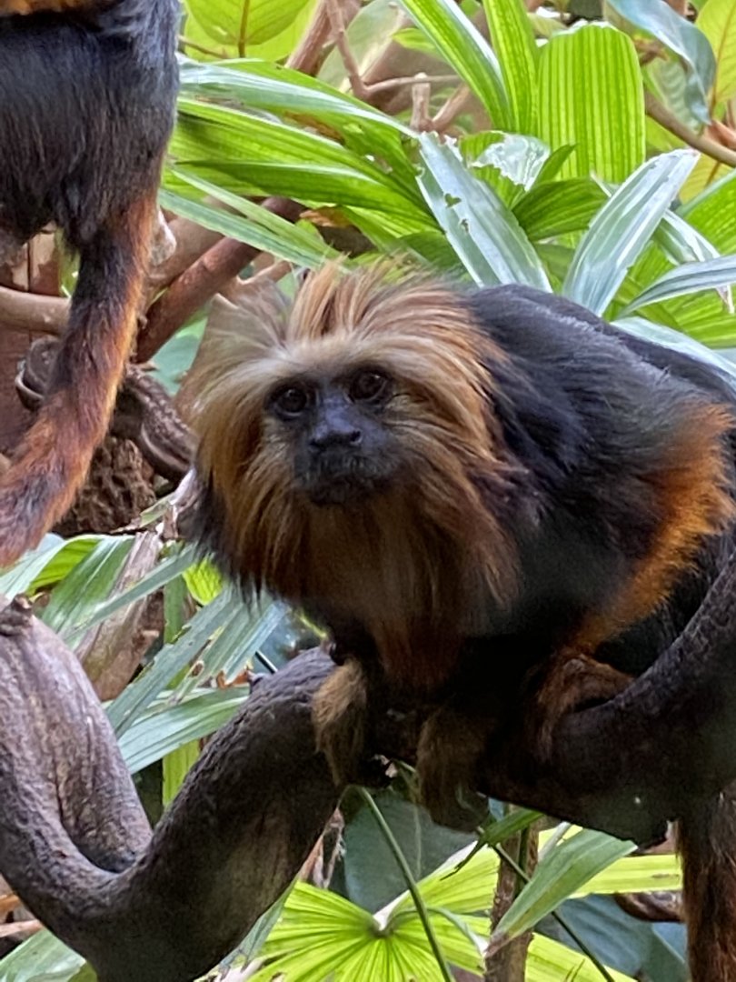 Golden-headed lion tamarin 071020
