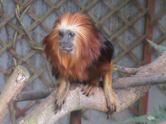 golden headed lion tamarin 080811