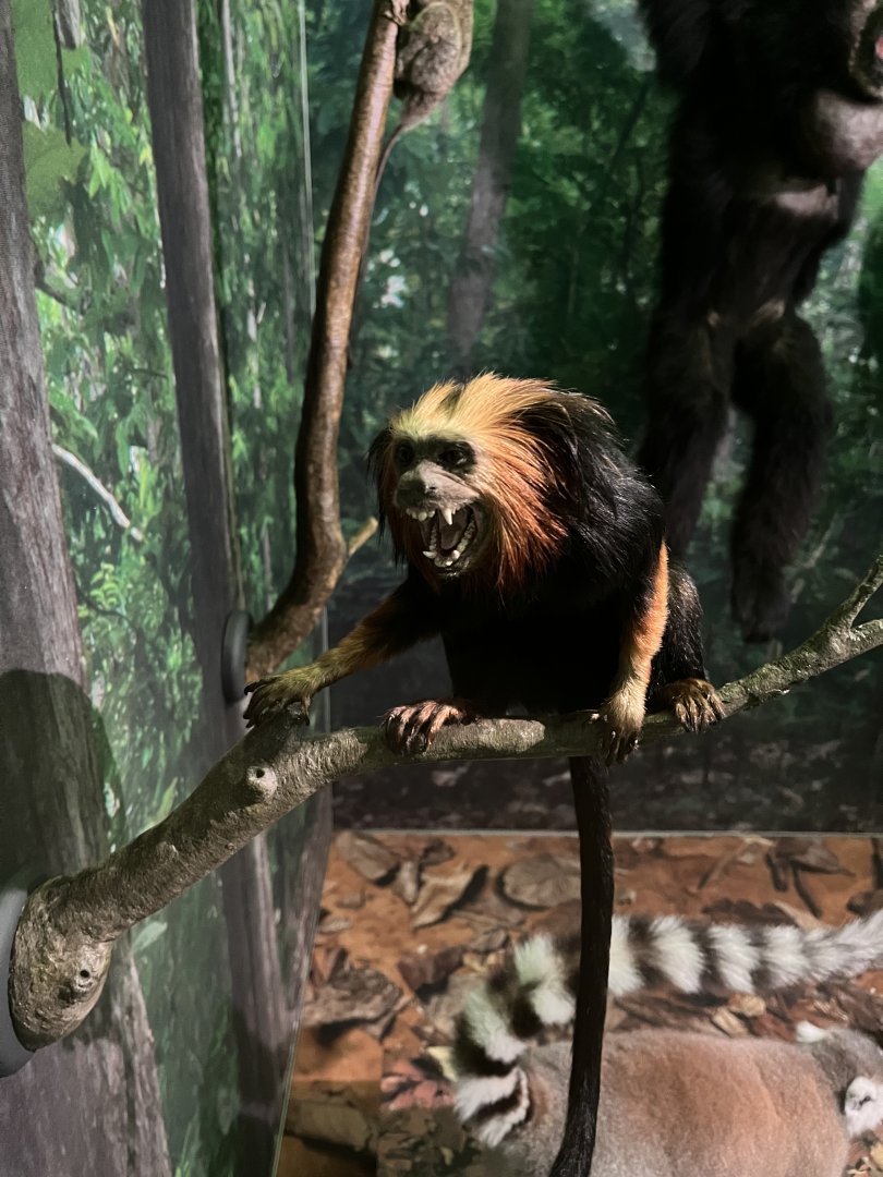 Golden headed lion tamarin 1.8.25
