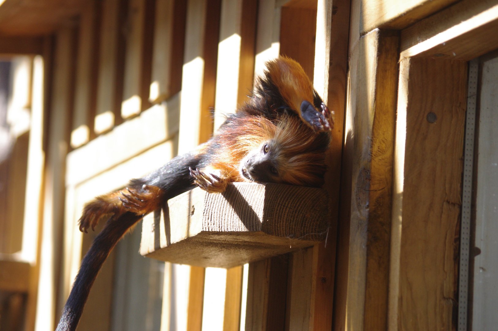Golden-headed lion tamarin- 10/4/2025