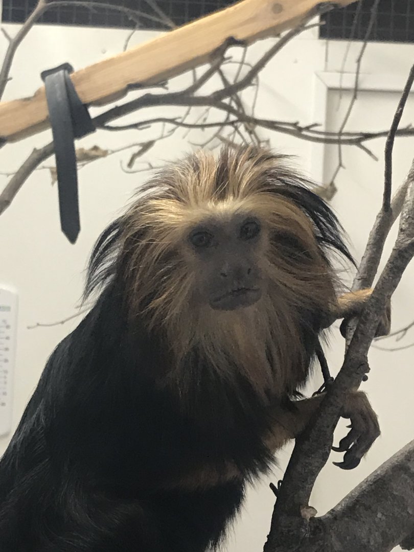 Golden-headed lion tamarin 150418