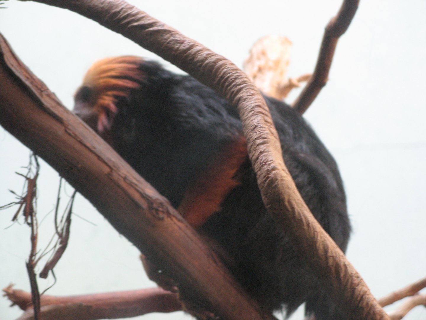 Golden-headed Lion Tamarin (2008)