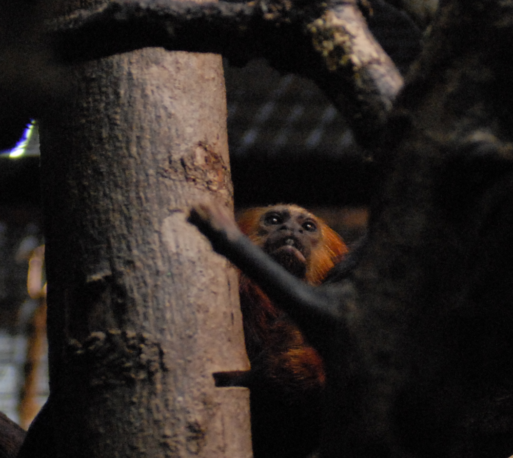 Golden-headed Lion Tamarin - 2021