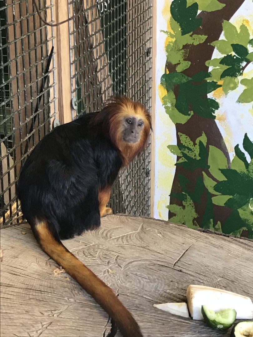 Golden-headed lion tamarin 261018