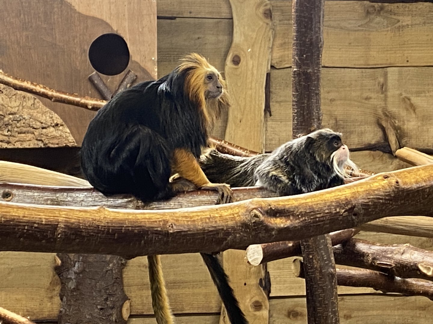 Golden-headed lion tamarin and Emperor tamarin 260124