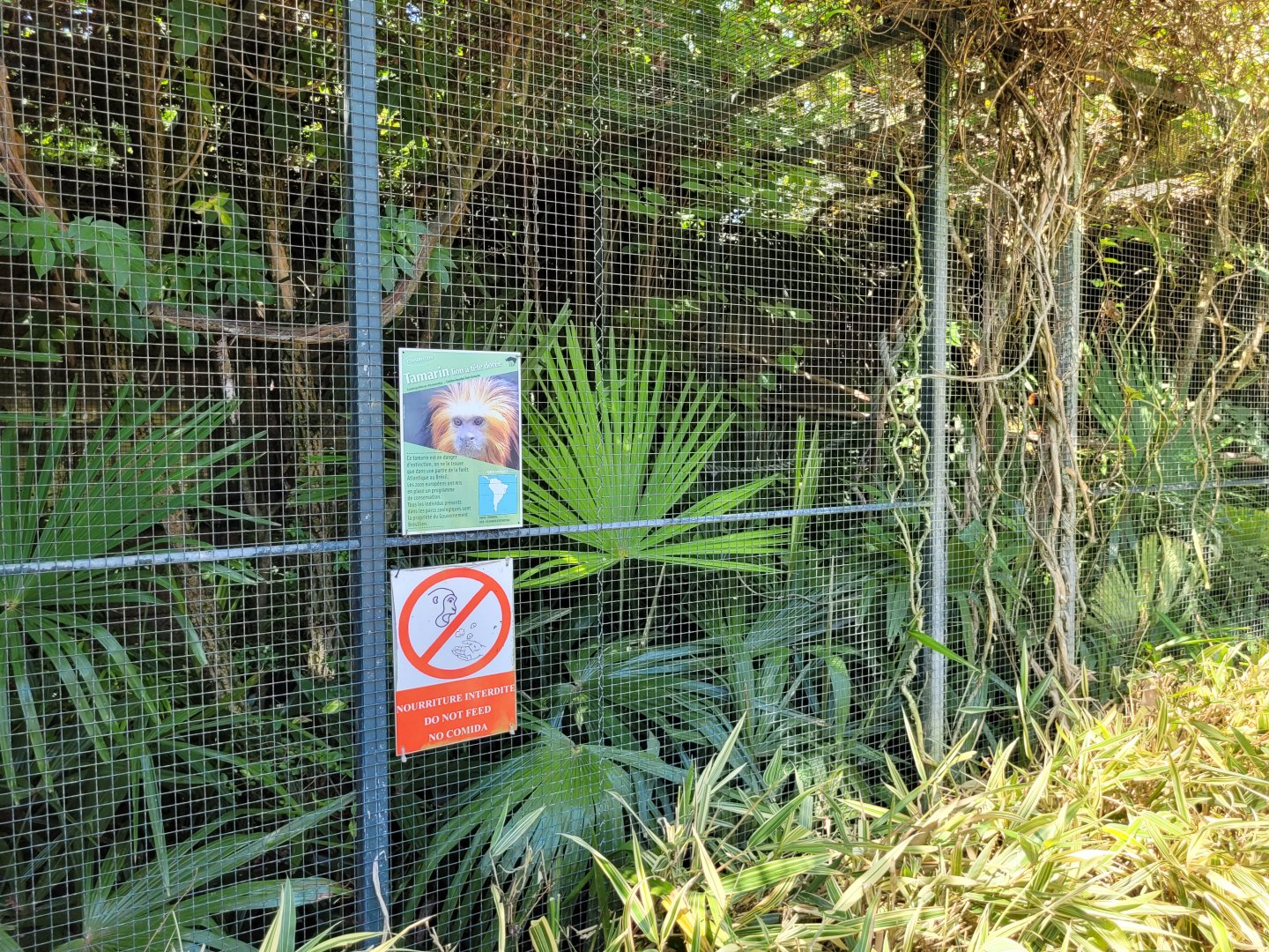 Golden-headed lion tamarin and Pygmy marmoset exhibit -Zoo d'Asson (2022)