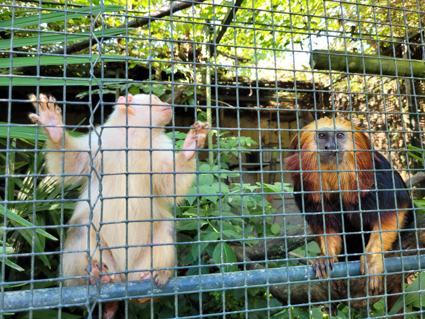 Golden-headed lion tamarin and Silvery marmoset -Zoo d'Asson (2022)