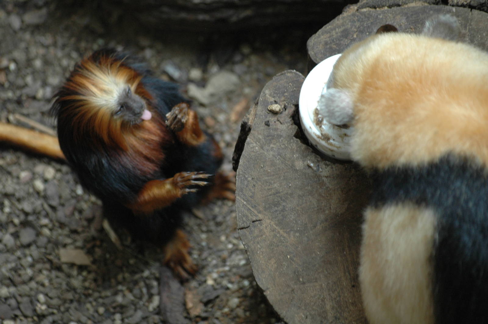 Golden Headed Lion Tamarin and Tamandua
