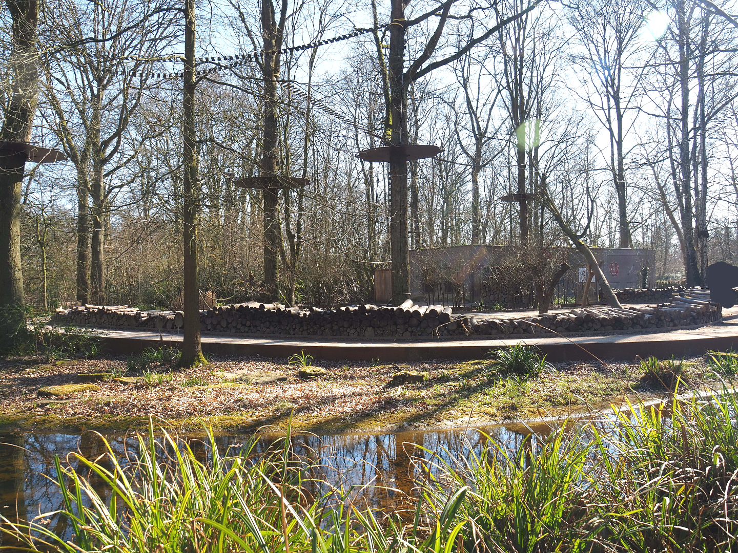 Golden-headed lion tamarin and White-faced saki walk-through exhibit, 2022-03-08