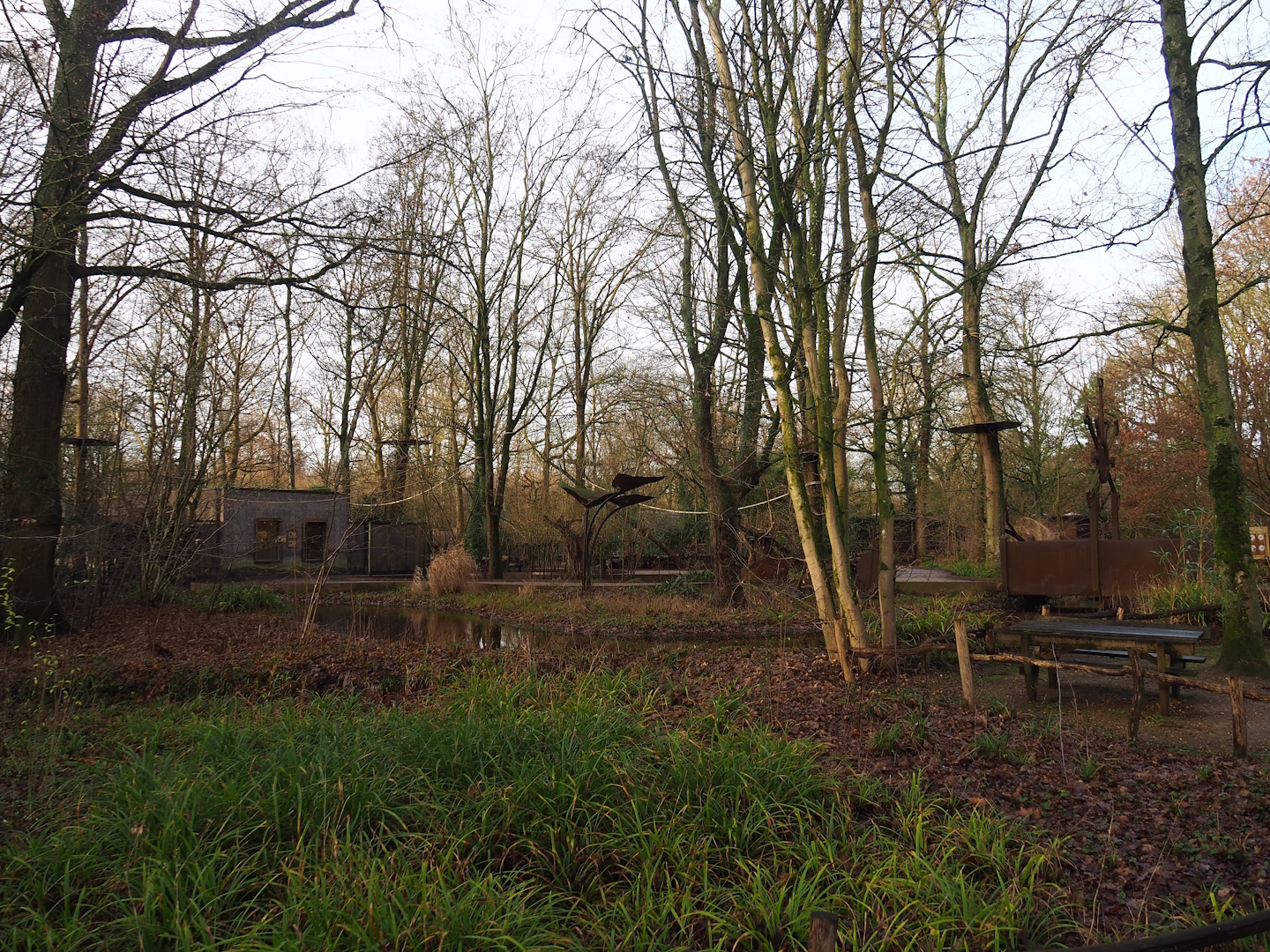 Golden-headed lion tamarin and White-faced saki walk-through island, 2024-01-01