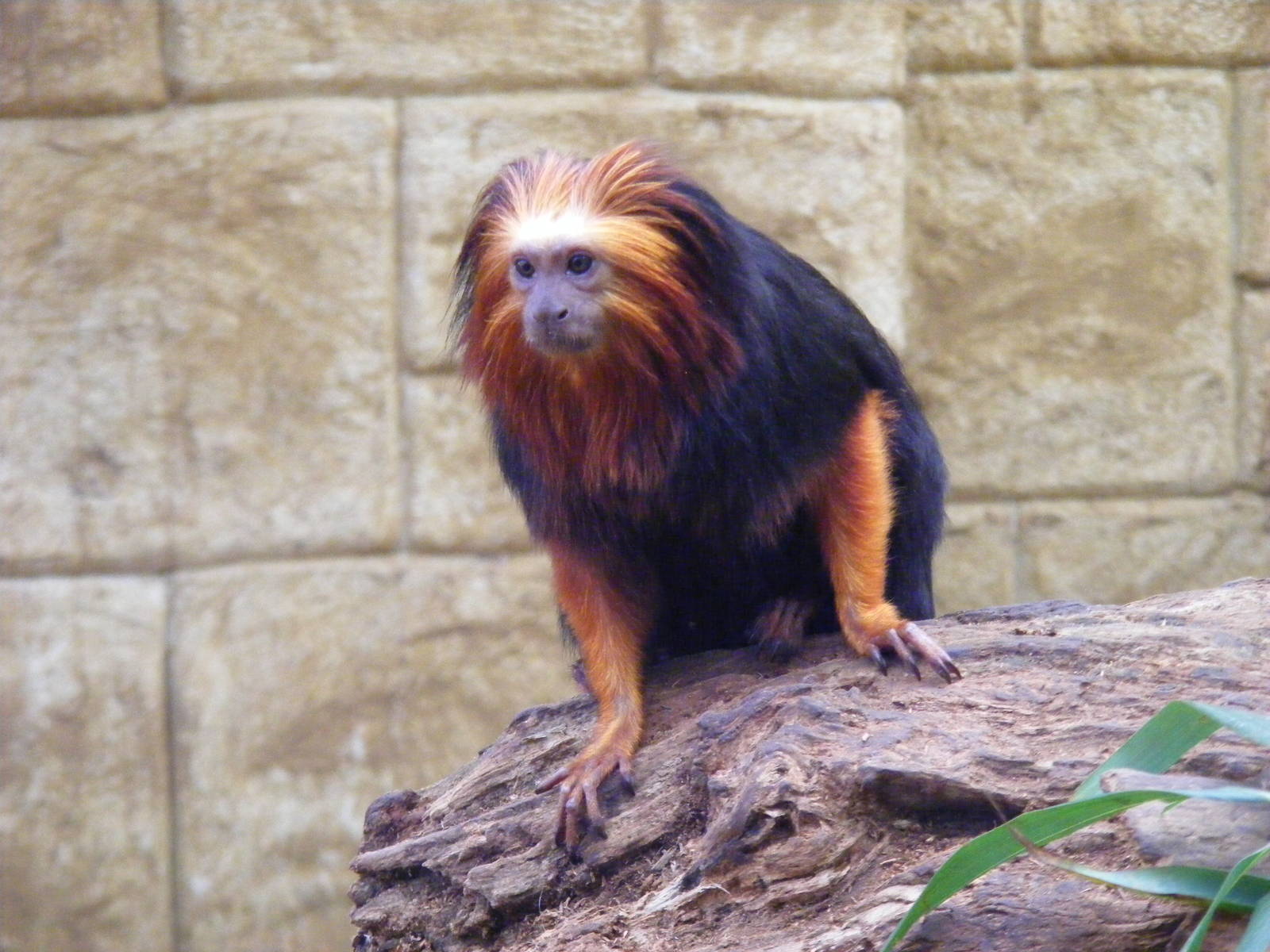Golden headed lion tamarin at Amazon World, 5 April 2010