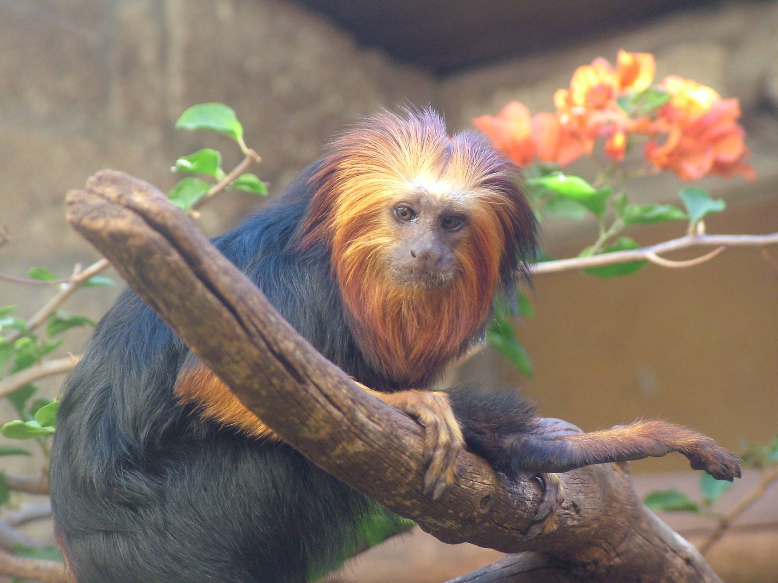 Golden-headed Lion Tamarin at Monkey Park, 09/11/10