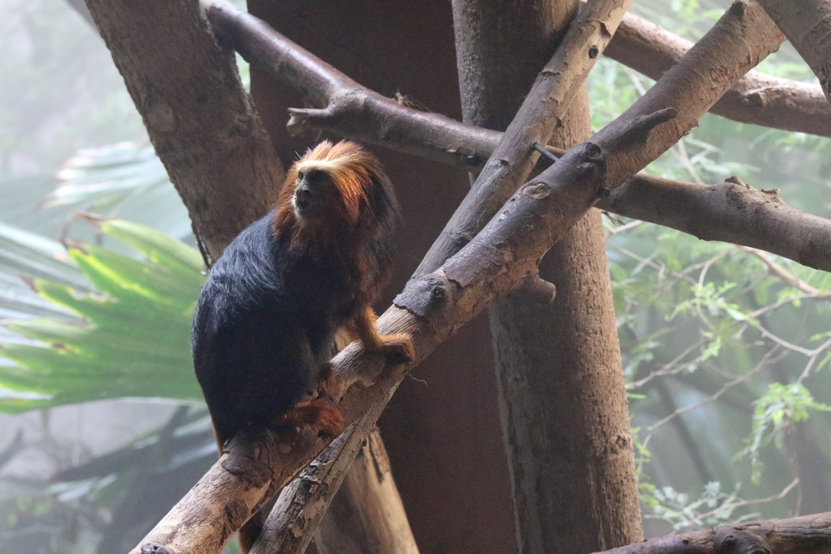 Golden-headed Lion Tamarin at ZSL London Zoo 2/11/2018