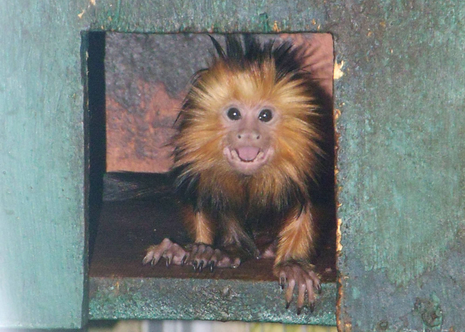 Golden Headed Lion Tamarin Baby 1