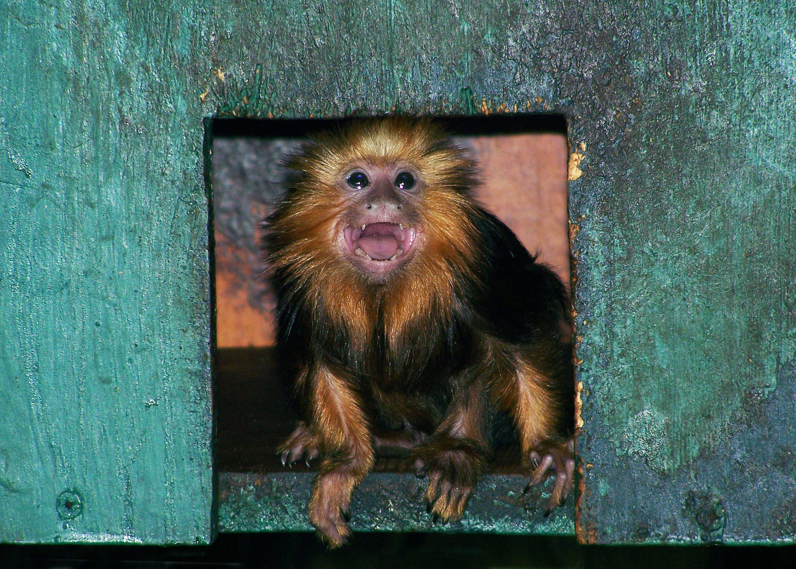 Golden Headed Lion Tamarin Baby 2