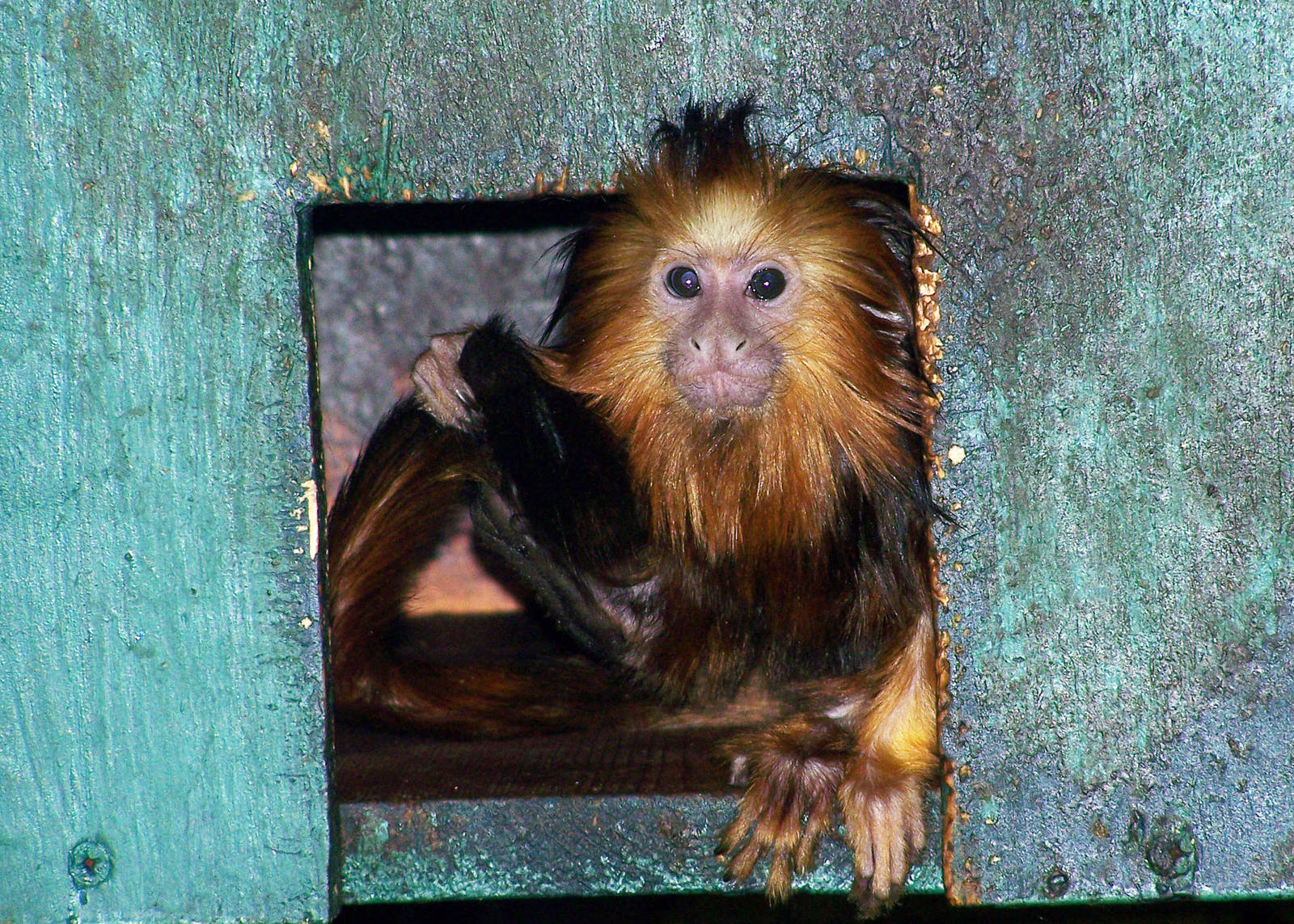 Golden Headed Lion Tamarin Baby 3