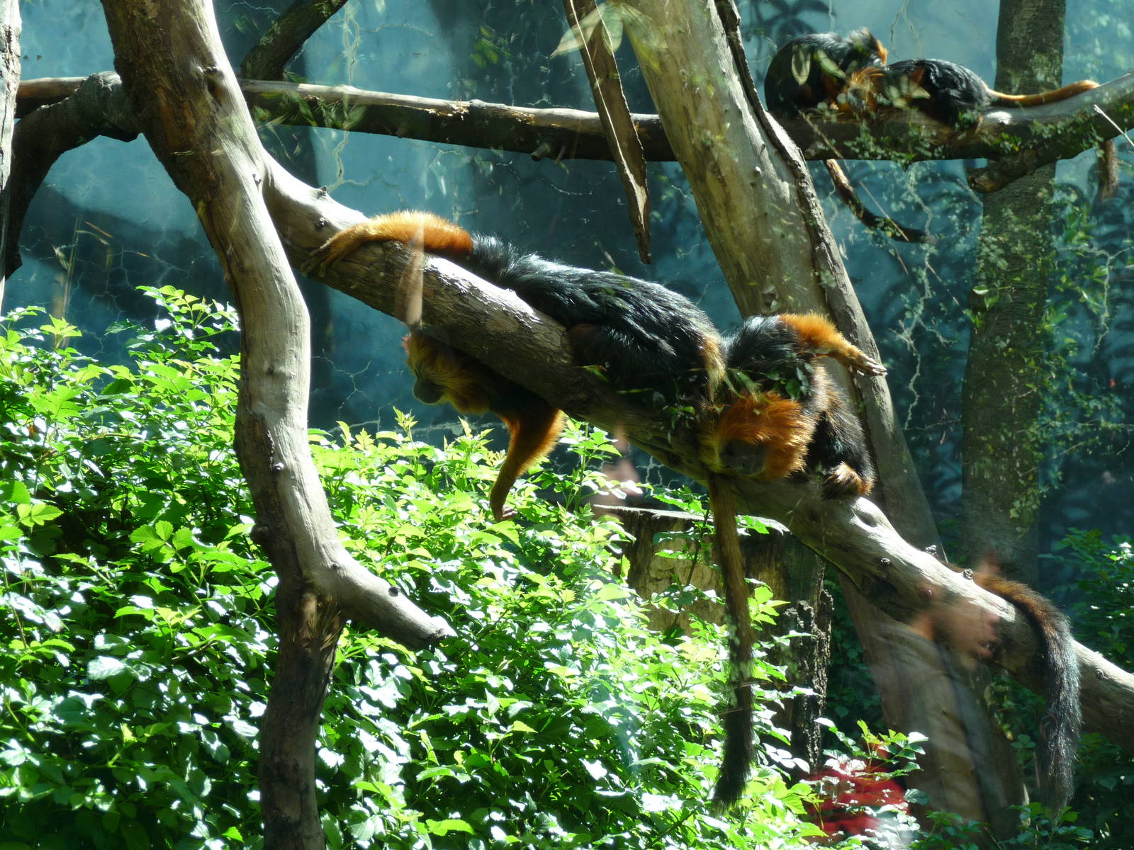 golden headed lion tamarin chapultepec zoo