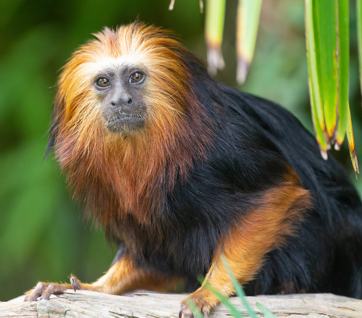 Golden-Headed Lion Tamarin, Colchester, UK