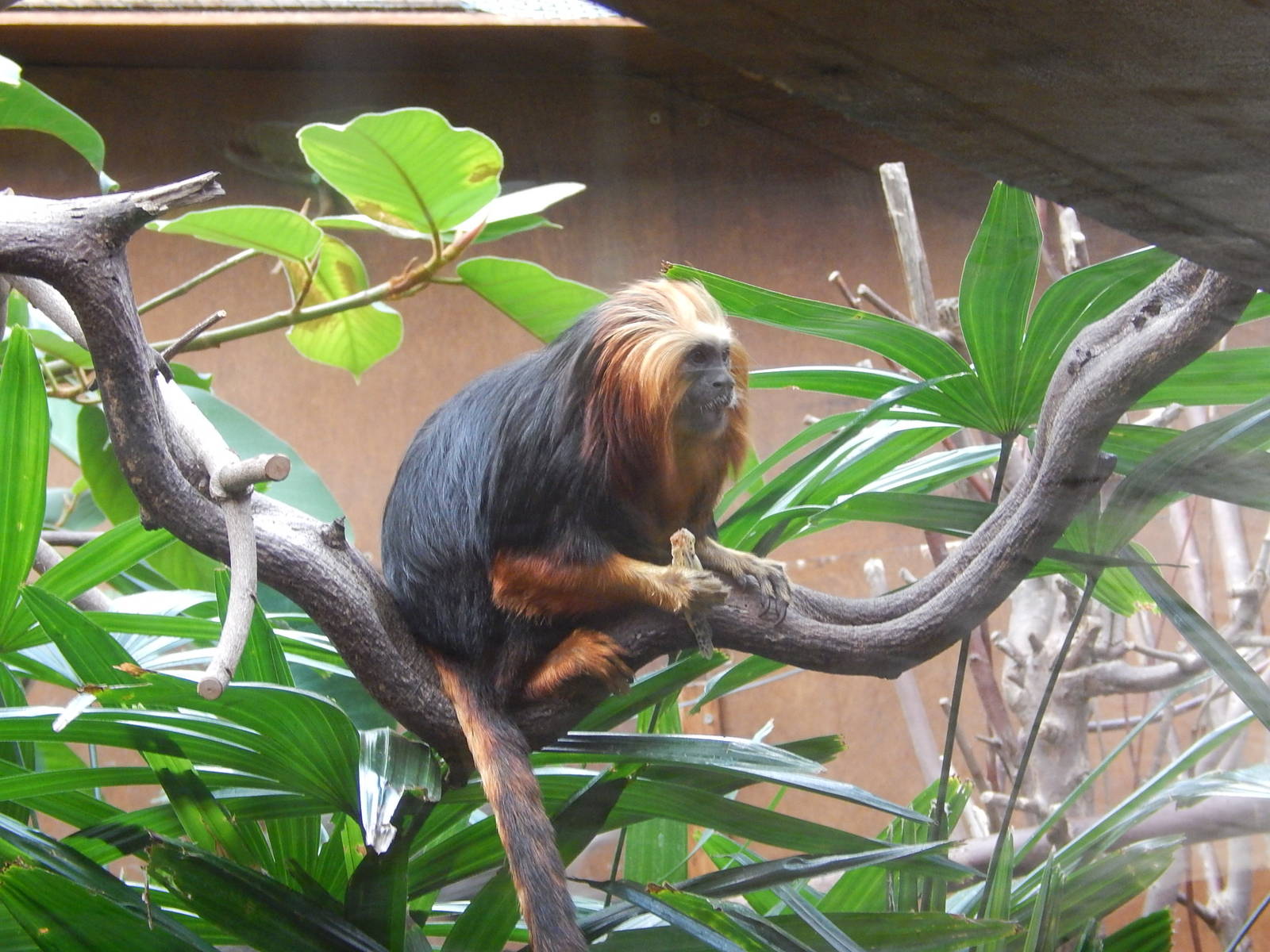 Golden-headed Lion Tamarin eating locust