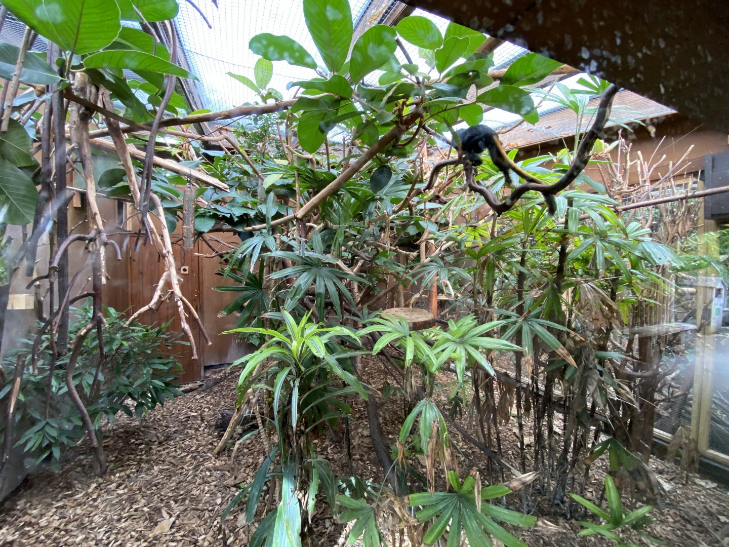 Golden-headed lion tamarin enclosure 071020