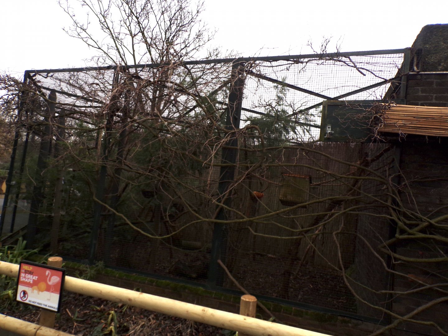 Golden headed lion tamarin enclosure 11.2.25