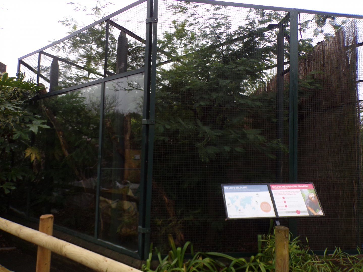 Golden headed lion tamarin enclosure 11.2.25