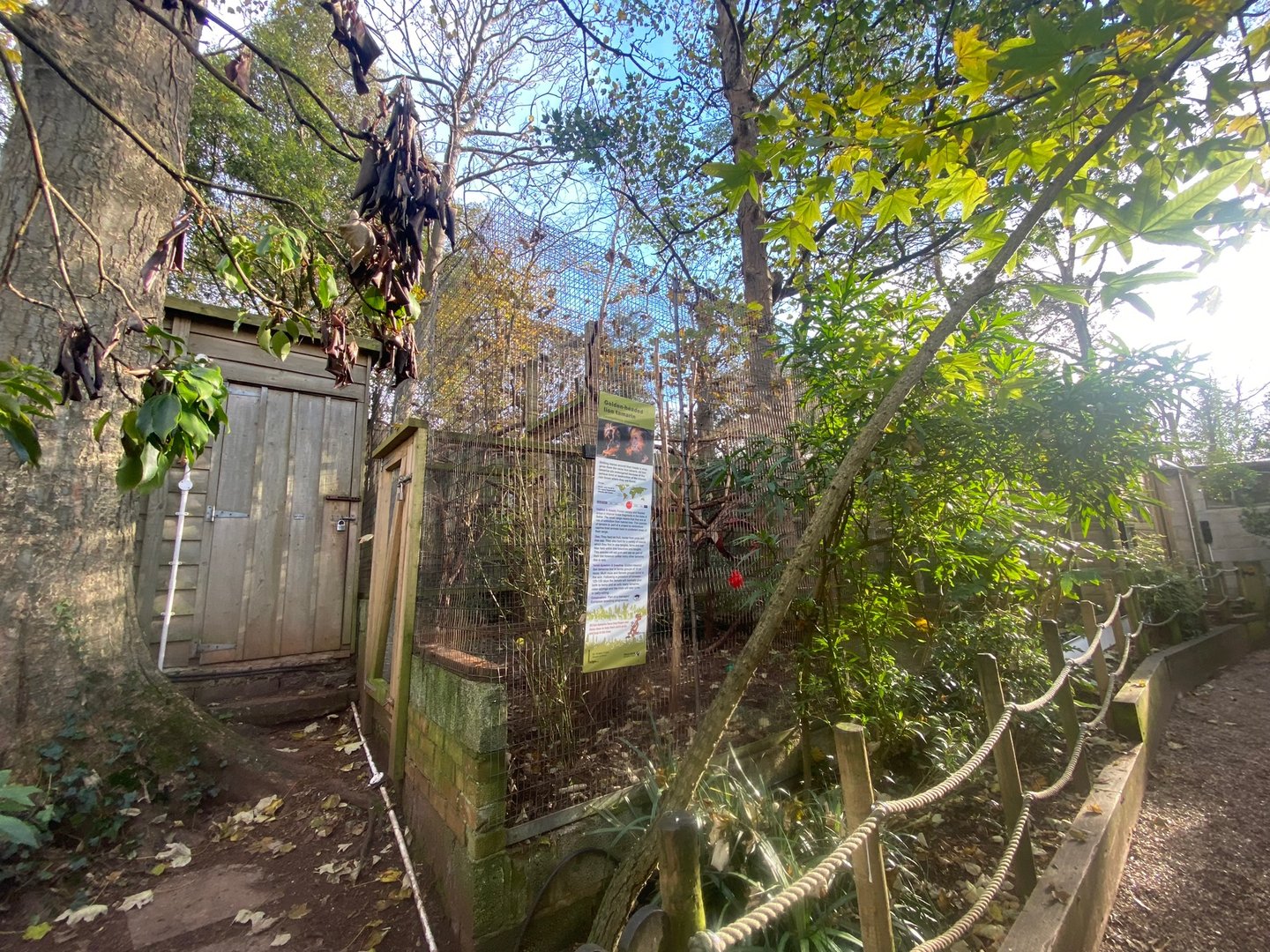 Golden-headed lion tamarin enclosure 111222