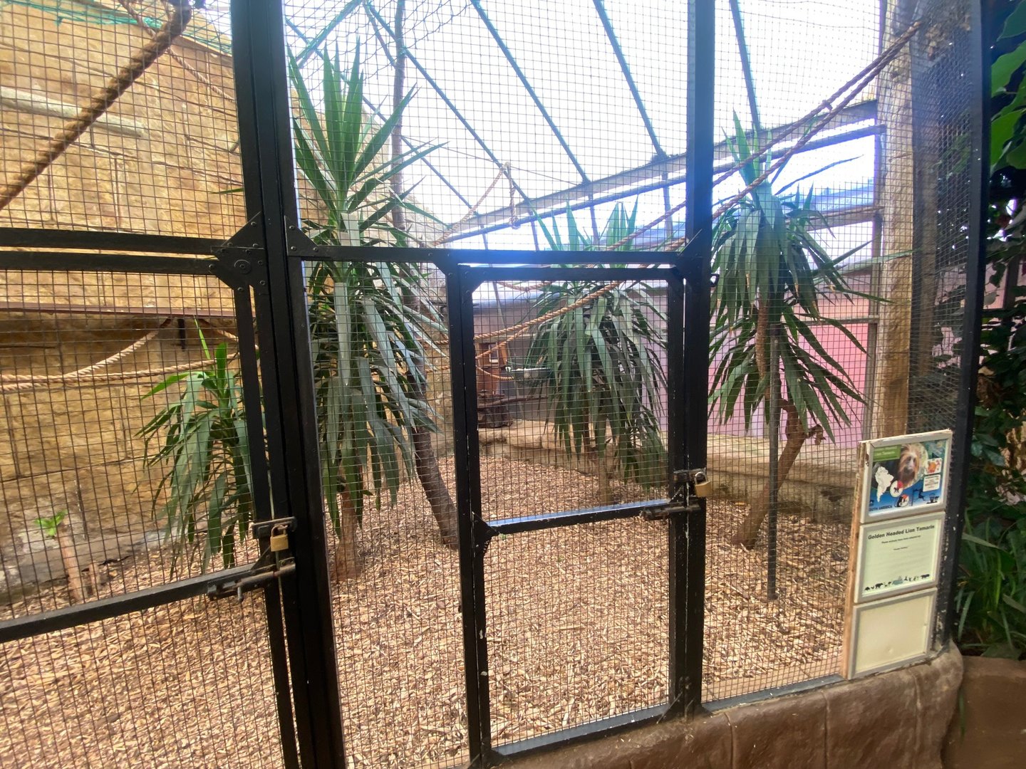 Golden-headed lion tamarin enclosure 140923