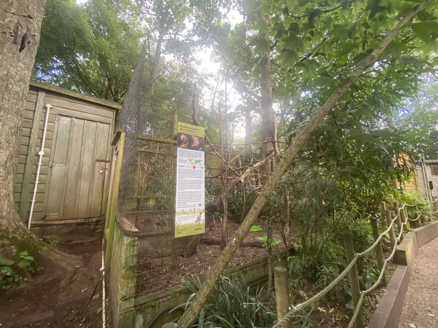 Golden-headed lion tamarin enclosure 250623