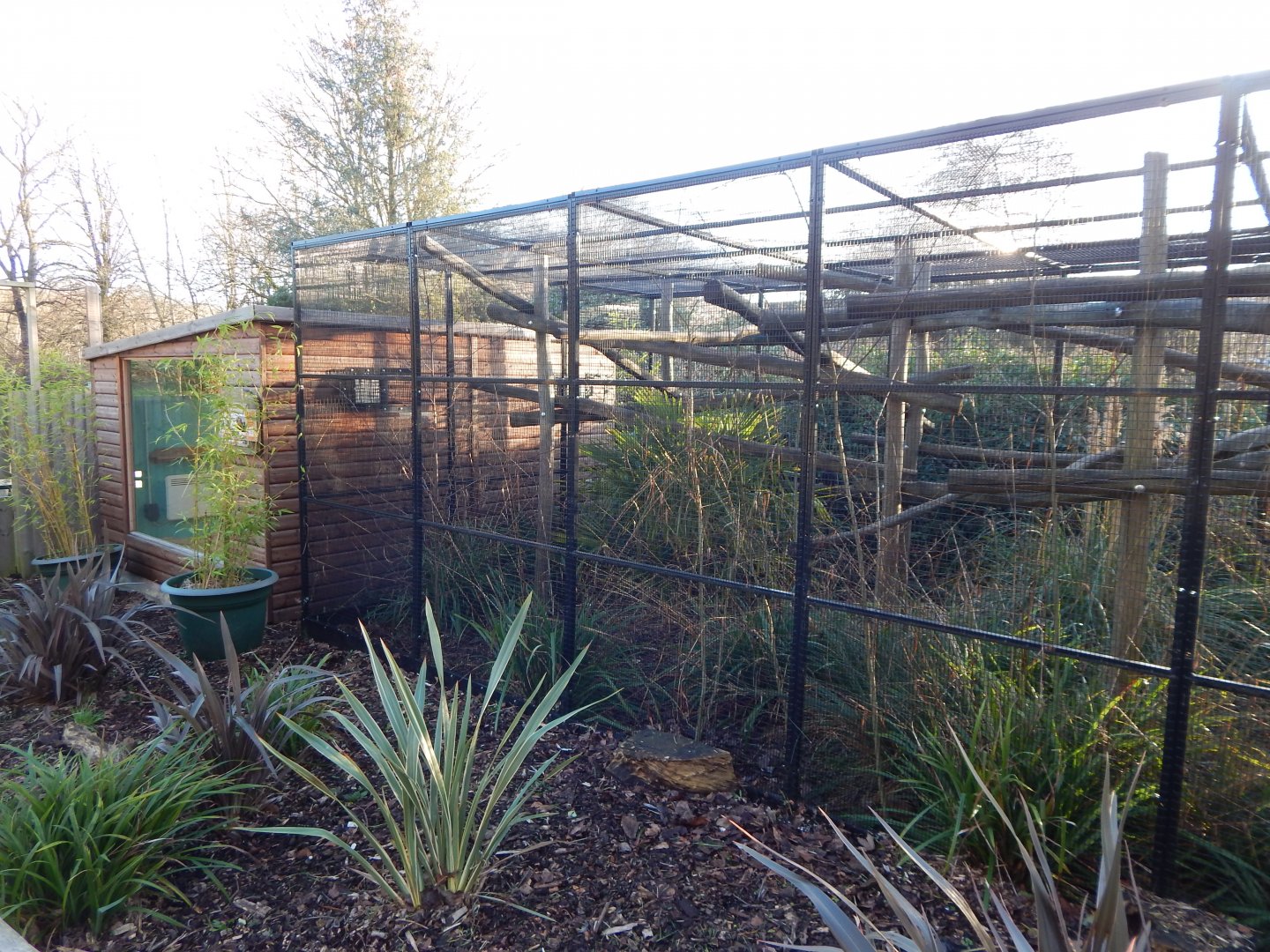 Golden-headed lion tamarin enclosure 260124