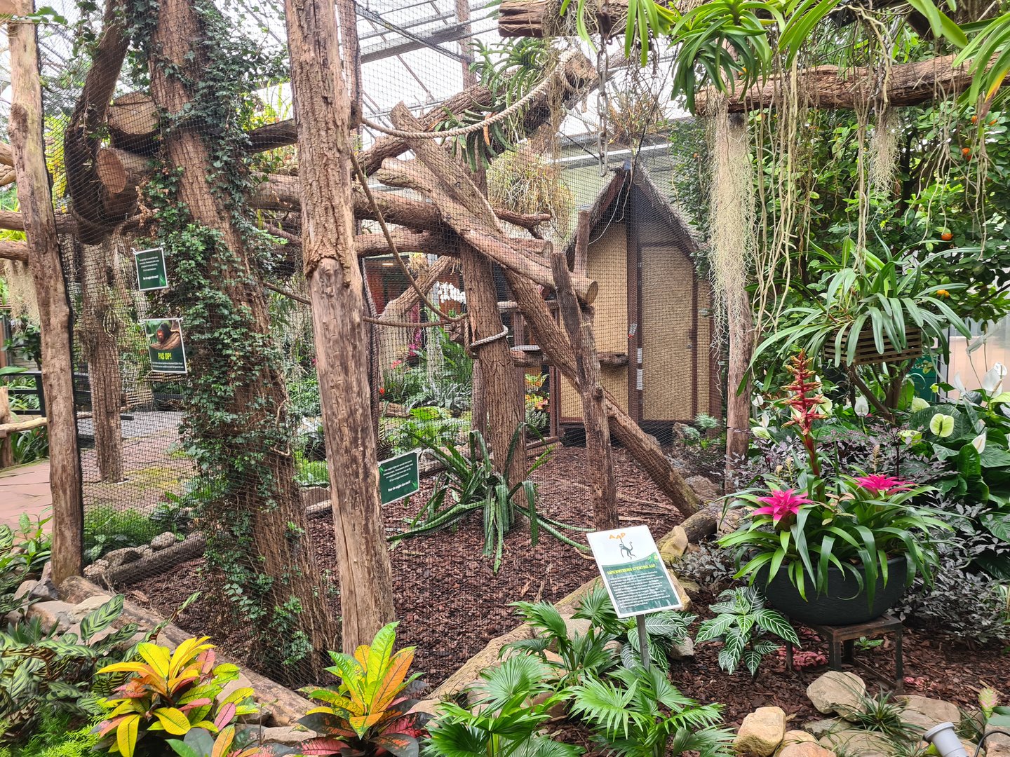 Golden-headed lion tamarin enclosure in Orchid garden hall