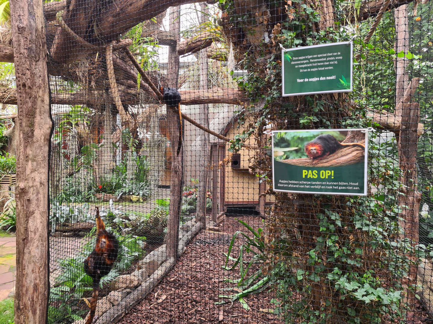 Golden-headed lion tamarin enclosure in Orchid garden hall