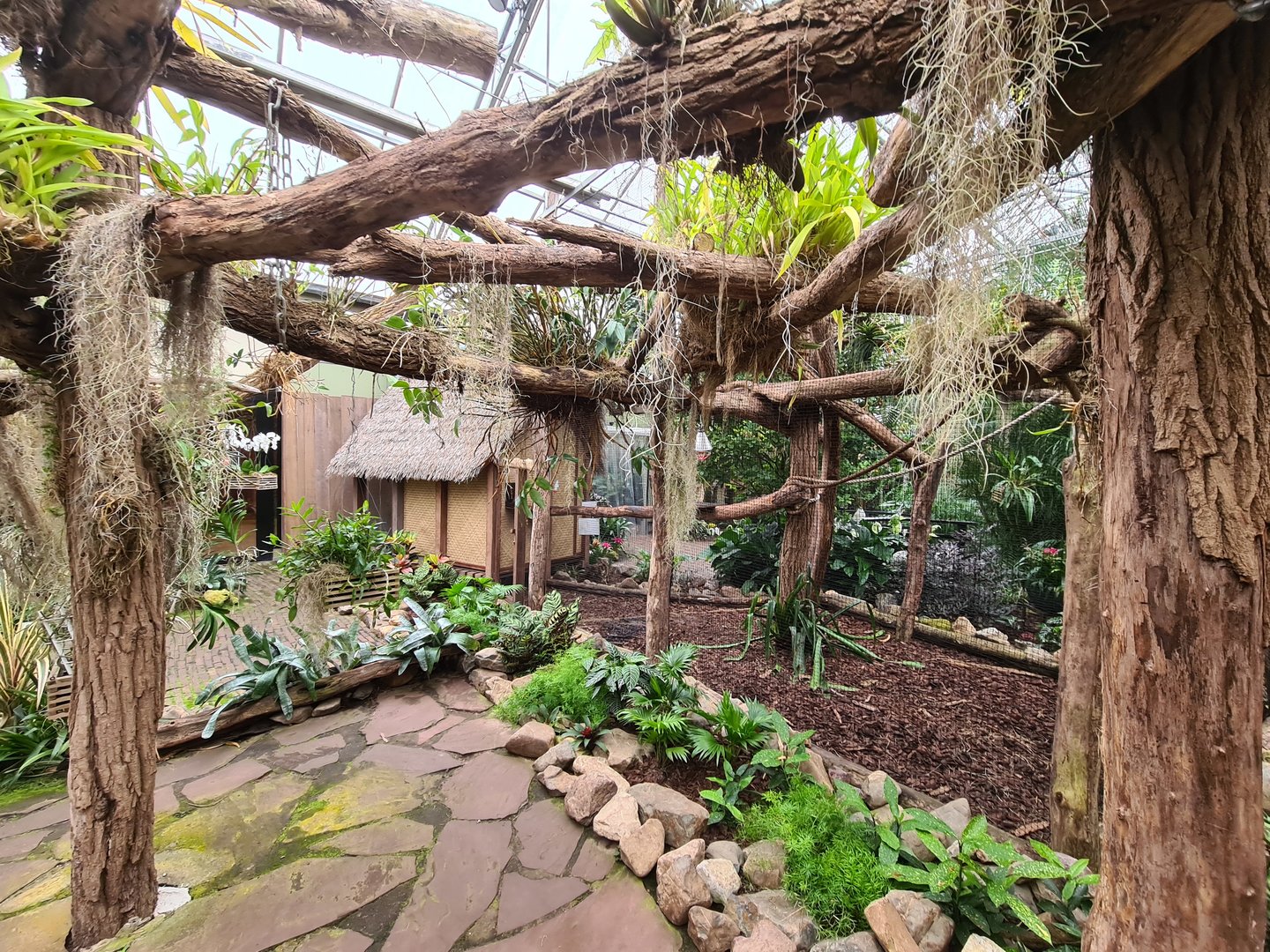 Golden-headed lion tamarin enclosure in Orchid garden hall