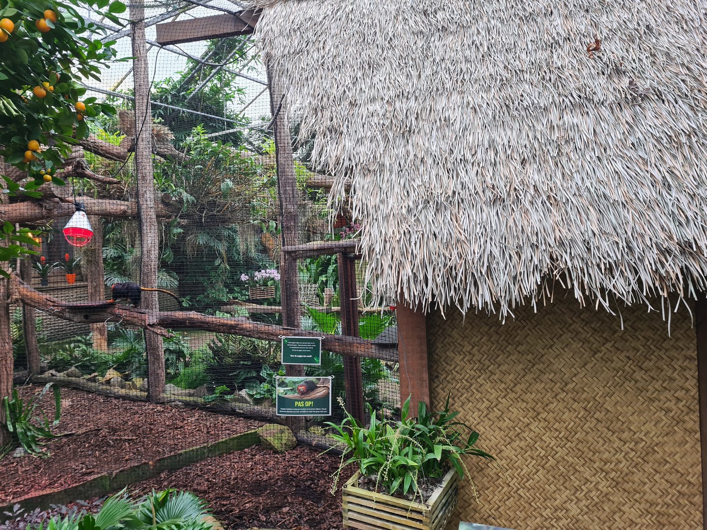 Golden-headed lion tamarin enclosure in Orchid garden hall