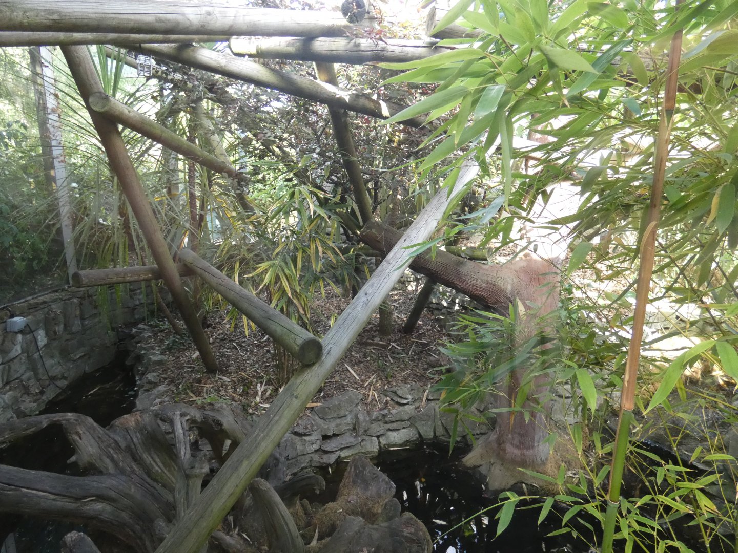 Golden-headed Lion Tamarin enclosure
