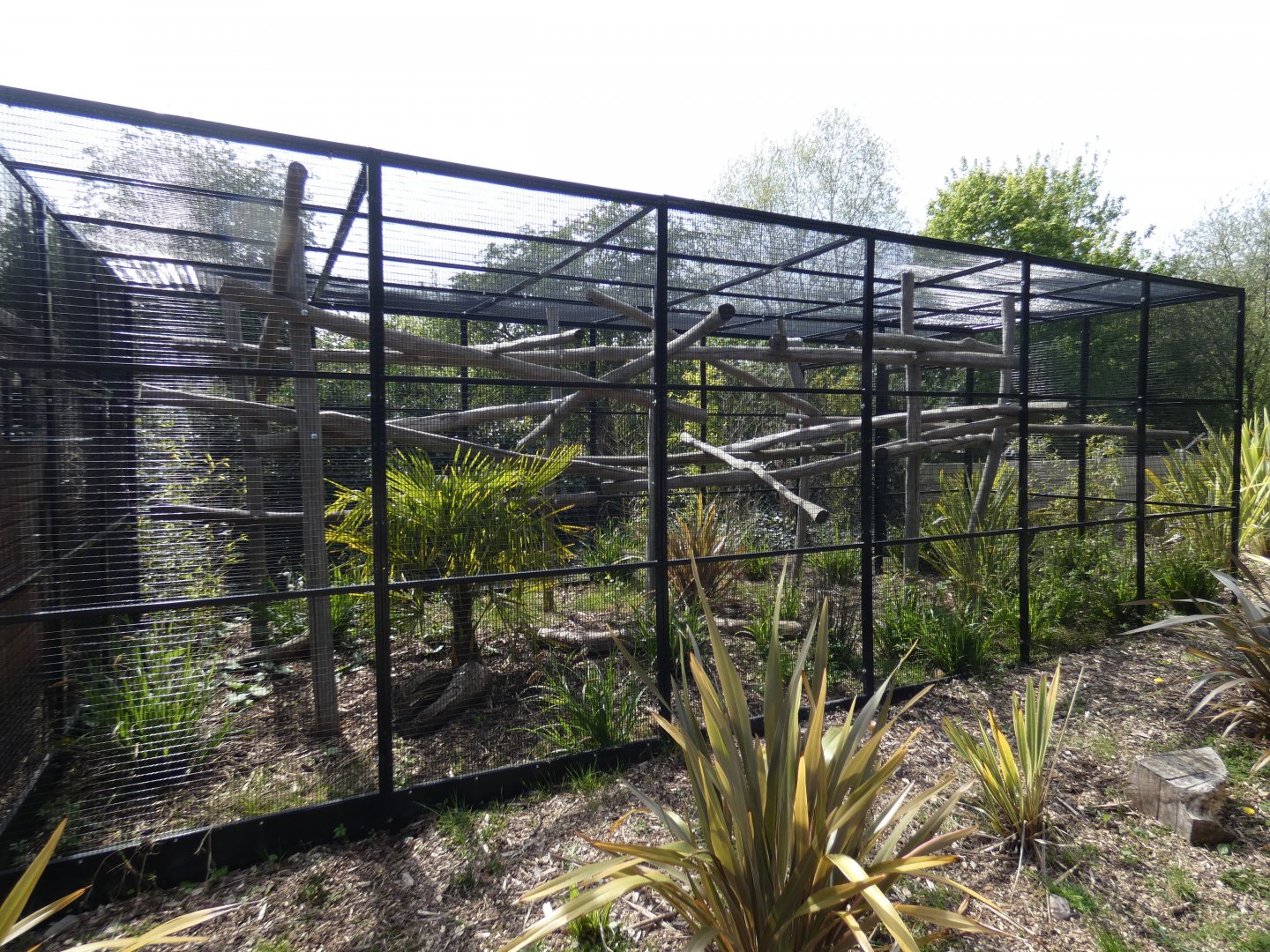 Golden-headed lion tamarin enclosure