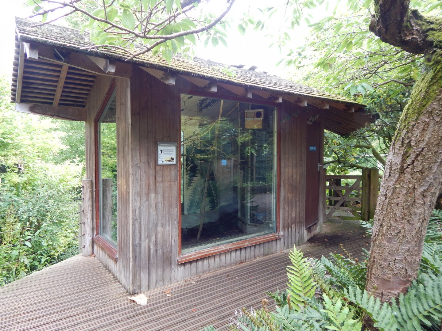 Golden-headed lion tamarin exhibit 190622