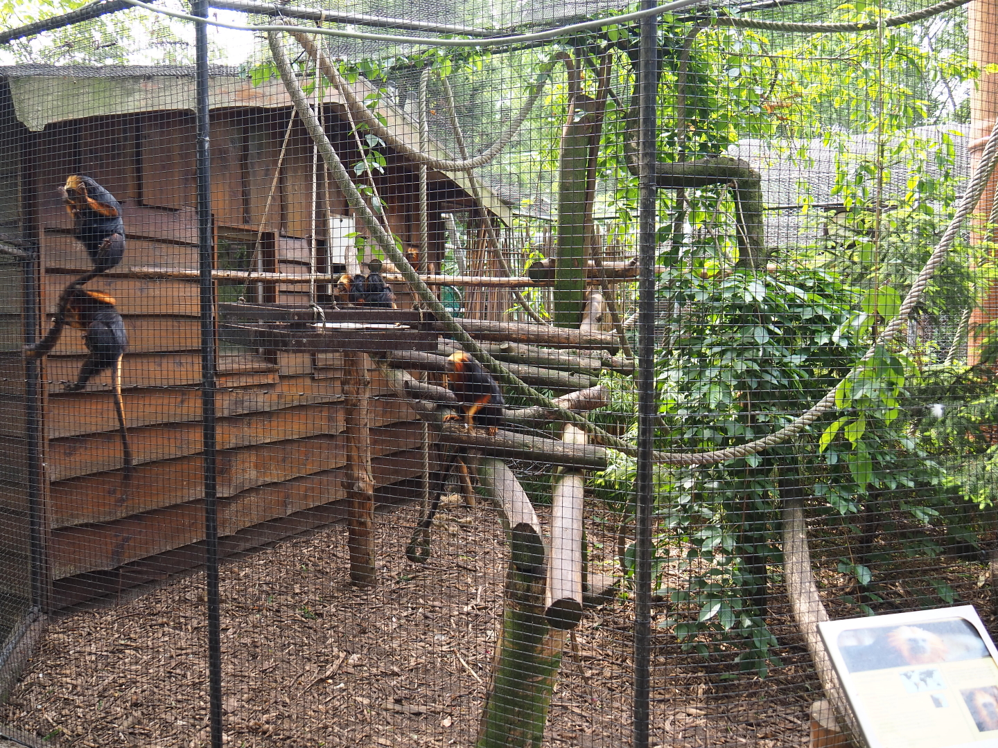 Golden-headed lion tamarin exhibit, 2019-05-25