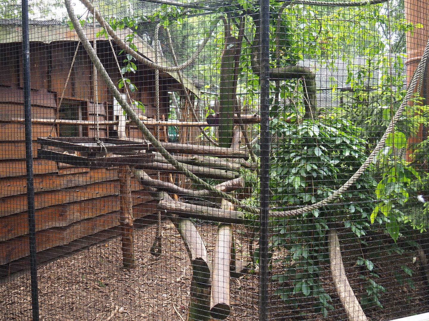 Golden-headed lion tamarin exhibit, 2019-05-25