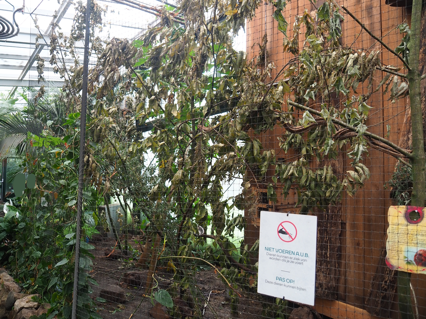 Golden-headed lion tamarin exhibit, 2023-08-17