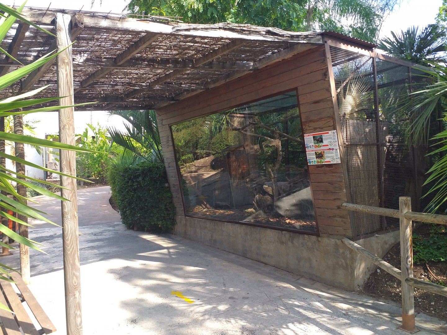 Golden-headed lion tamarin exhibit -TerraNatura Benidorm (2021)