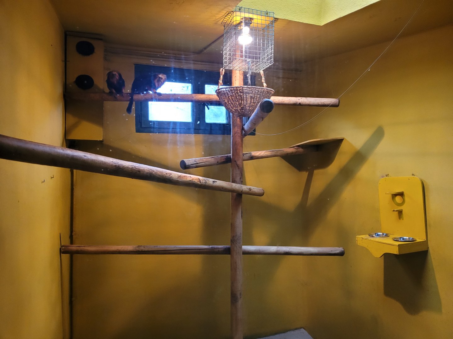 Golden-headed lion tamarin exhibit -Zoo de Santillana del Mar (2023)