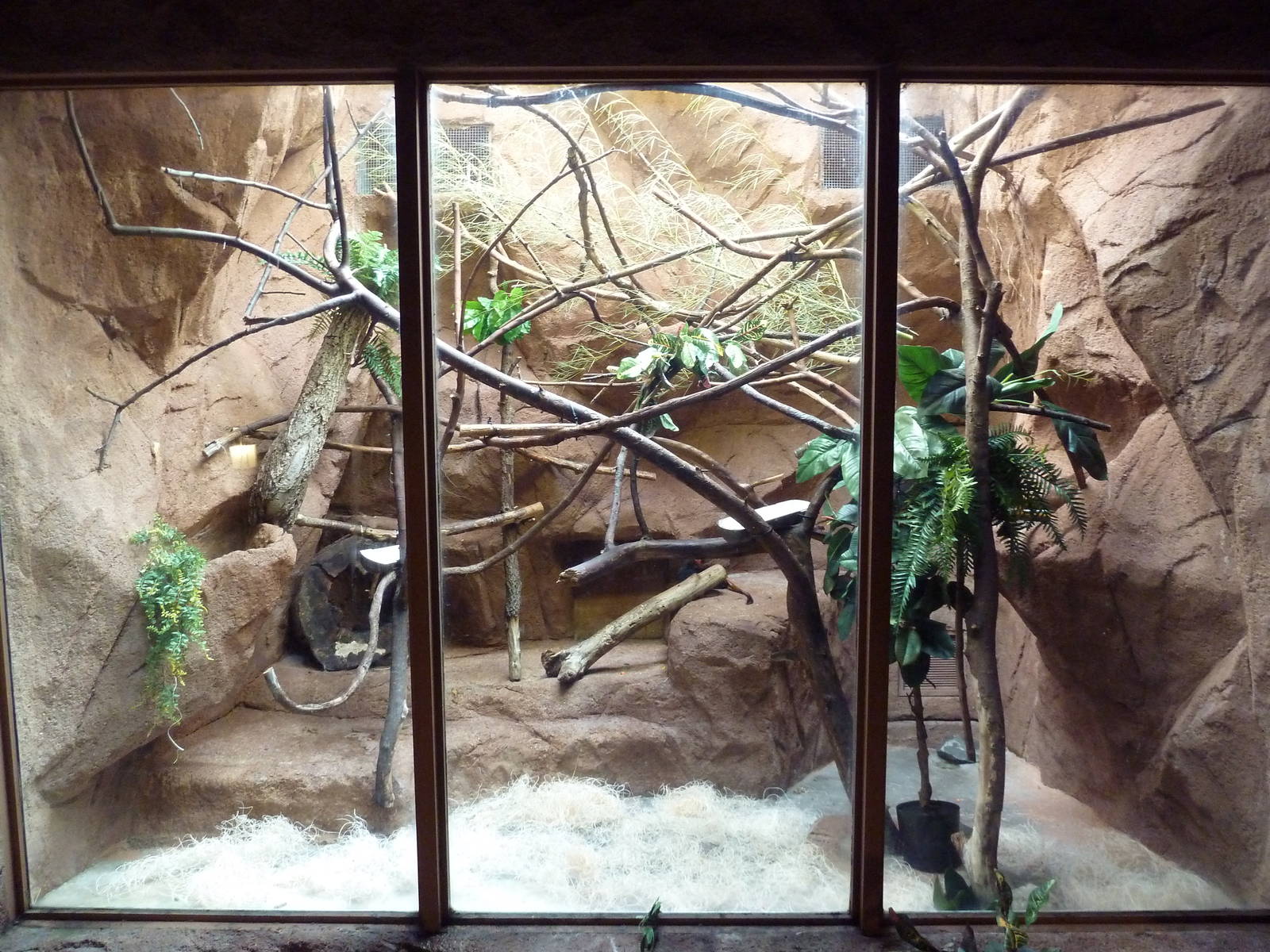 Golden-Headed Lion Tamarin Exhibit